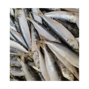 Sardinas frescas congeladas para cebo en venta Mariscos Sardina congelada redonda entera para enlatado