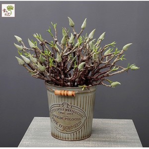 Rama de Magnolia Artificial de Alambre Plástico, Alta Simulación, Adorno para Interiores, Decoración del Hogar, Accesorio de Fotografía - Product Image 5