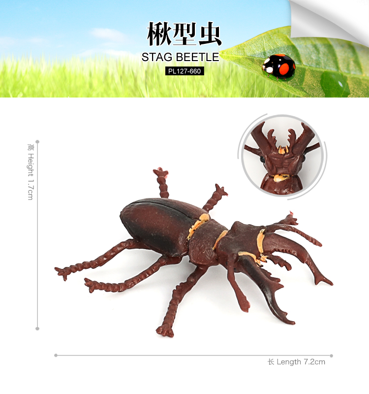 660 Escarabajo ciervo