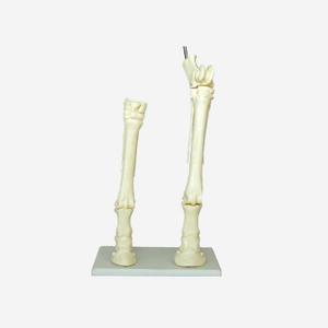 Gelsonlab HSBM-082 большого размера ноги анатомическая модель кость с кровеносных сосудов - Product Image 6