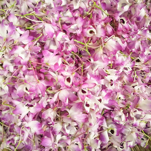 กล้วยไม้สกุลหวายแท้ - Product Image 4