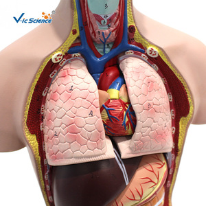 Modelo de torso hermafrodita pequeño, modelo de anatomía humana para enseñanza, herramienta educativa para comprender la estructura detallada de - Product Image 3