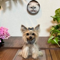 Figurine d'animal de compagnie en peluche super douce personnalisée, photo, sculpture réaliste de chien ou de chat faite à la main, décoration de maison personnalisée, souvenir, cadeau