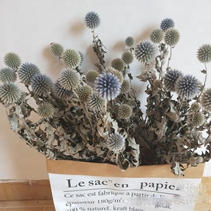 Otras flores y plantas decorativas Globo de alta calidad Cardo <span class=keywords><strong>Chartreuse</strong></span> Flores de bola azul secas naturales Echinops azules Bunc - Product Image 4