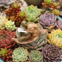 Ornamen Hewan Kura-Kura Resin Lucu Pot Bunga Sukulen Dekorasi Meja Kantor Hadiah Bisnis