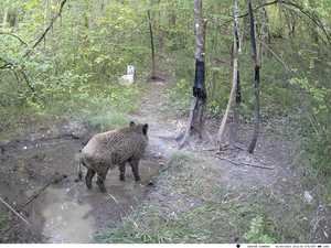 HC-950A מצלמה ציד עדשה כפולה חדשה עם 58pcs 940nm inתרז מצלמה שביל - Product Image 6