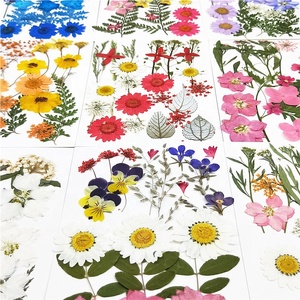 <span class=keywords><strong>M030</strong></span> Lote de Flores Prensadas para Decoración de Bodas, Set Mixto de Flores Secas Prensadas para Manualidades, Collares, Fundas de iPhone, Adhesivos de Flores Prensadas - Product Image 5