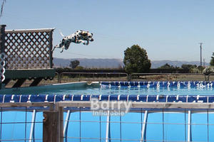 Perro de rescate volando alto <span class=keywords><strong>en</strong></span> deporte de buceo <span class=keywords><strong>en</strong></span> muelle Competición con muelle Perros con marco de metal de acero sobre el suelo piscina - Product Image 6