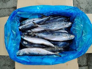 X1163 congelado pacífico cavala todo redondo fabricante de alta qualidade scomber japonicus pacífico cavala peixe 300-400g - Product Image 4