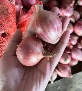 2023 Sinofarm marque oignons frais Échalote rouge et oignon jaune Échalote prix par tonne en Chine frais thaïlandais tête rouge grosse échalote