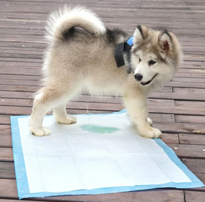 Alfombrilla desechable saludable para pañales para gatos y perros, diseño de secado rápido, superabsorbente, pañales para mascotas, almohadillas para entrenamiento de perros - Product Image 3