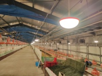 Éclairage LED pour élevages de poulets : Fabricant, connexion Plug and Play, étanche, intensité réglable, pour projets d'élevage avicole