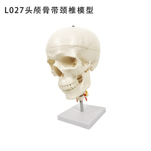 Le modèle pédagogique d'anatomie squelettique humaine Little Whitehead présente une mâchoire mobile, un crâne blanc détachable et une structure en 3 parties. - Product Image 2