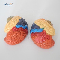 Modello di Area Funzionale Cerebrale Codificato a Colori per Scuole di Medicina, Neurologia, Anatomia, Formazione Infermieristica CE/ISO/ROHS/CNAS