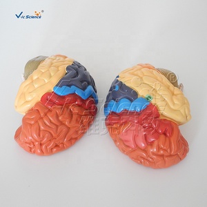 Modèle de zones fonctionnelles cérébrales codées par couleur pour l'enseignement de la neurologie <span class=keywords><strong>et</strong></span> de l'anatomie en faculté de médecine, formation aux compétences infirmières CE/ISO/ROHS/CNAS - Product Image 3