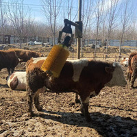 Massage du bétail direct d'usine grattoir Kit de toilettage pour chevaux rouleau de brosse de vache pour nettoyer l'équipement agricole