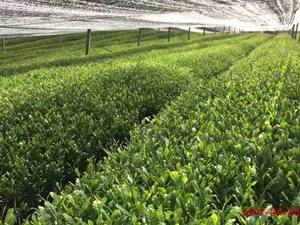 Натуральный Экстракт Камелии китайской/порошок экстракта листьев Камелии китайской/экстракт Камелии китайской - Product Image 2