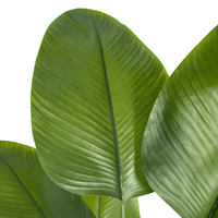 Vente en gros 160cm de cigare artificiel Arrow-root Faux bonsaï vert arbre artificiel pour la décoration intérieure du bureau à domicile