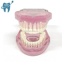[Aifan Dental] estándar modelo de dientes práctica falsa dental M7001 modelo estándar Dental modelo