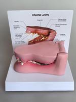 Modelo de Anatomía Dental Canina - Modelo Patológico de Dientes y Mandíbula de Perro para Educación Veterinaria