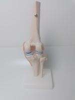 Formation avancée personnalisée à l'enseignement médical Anatomie du squelette Plastique artificiel Taille naturelle Modèle anatomique de l'articulation du genou humain