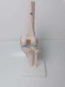 ข้อต่อเข่ามนุษย์ทำจากพลาสติกเทียมกายวิภาคเพื่อการฝึกอบรมทางการแพทย์ขั้นสูงแบบจำลองทางกายวิภาค - Product Image 3