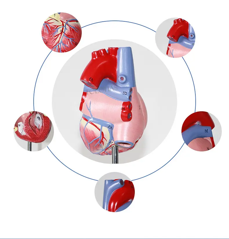 LHN01 Medical Plastics Heart Models Medical Anatomical Model Human Heart Model Teaching Life Size