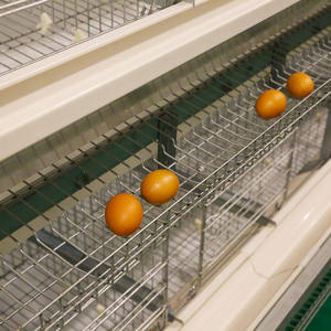 Nuevas jaulas de huevos de acero en forma de H para granjas avícolas, jaulas de batería para animales, jaulas para pollos - Product Image 6