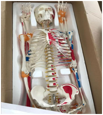 Modelo Musculoesquelético Humano Anatómicamente Correcto, Estructura Detallada de Músculos y Ligamentos, Esqueleto de Enseñanza para Universidad de Medicina - Product Image 4