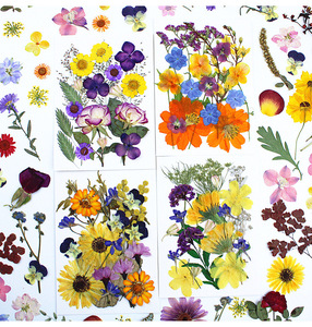 20 piezas, nuevo diseño, gran oferta, paquetes de prensa de flores de microondas secas naturales, flores prensadas secas de Arte de resina - Product Image 5