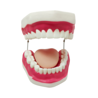 Simulador dental médico estándar, estudio de enseñanza, protección bucal, cuidado bucal, entrenamiento, reparación de dientes, modelo de 28 dientes con cepillo de dientes