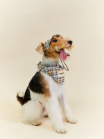 Bandana personnalisé d'accessoires pour animaux de compagnie pour chiens. Écharpe triangulaire à la mode rétro mignonne à carreaux bleus pour teckel