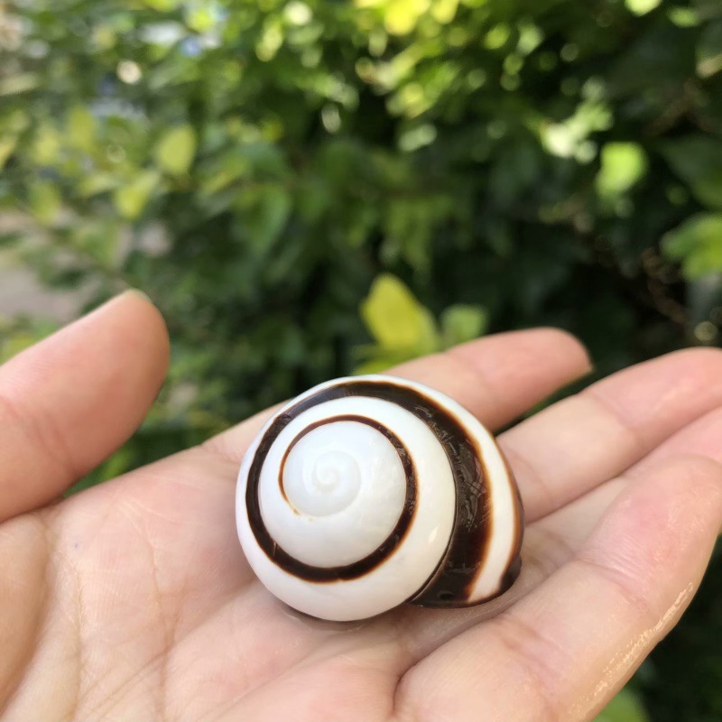 37 | Size 2-3cm | Open Size 1-1.5cm