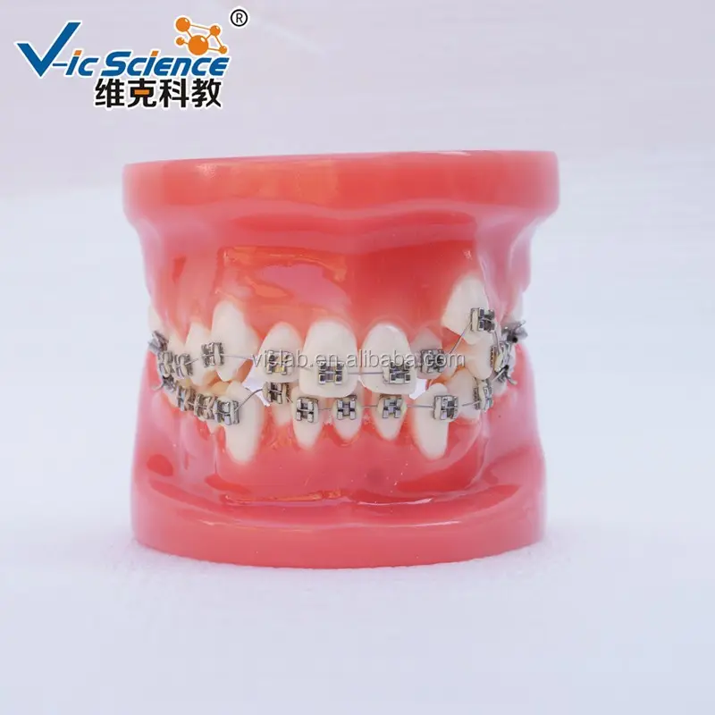Factory Price Plastic Dental Simulation Model of Chinese Nissin Teeth