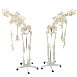Modelo de esqueleto humano, columna vertebral flexible de tamaño real estándar, de tamaño natural, de la serie de modelos - Product Image 5