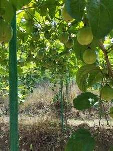 Tuyaux d'arche de serre en fibre de verre haute résistance résistants aux UV, système de support pour plantes agricoles, découpe personnalisable - Product Image 3