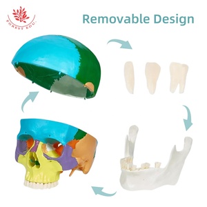 Mô hình sọ người frt021 khoa học y tế khớp nối bắt buộc ba răng có thể tháo rời mô hình hộp sọ - Product Image 1