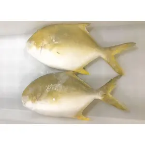 All Size Frozen Golden Fish Pomfret Frozen Golden Pomfret Frozen Golden Pompano Fish