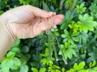 Jbambs Modèle AT016 Treillis pour plantes en acrylique transparent robuste en forme de U, anti-pourriture, 8 pouces, support solide pour jardin
