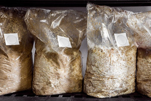 Sacs de culture de champignons Enoki autoclavables, sacs de colonisation de mycélium en PP transparent haute clarté - Product Image 4
