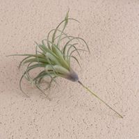 Tanaman Tillandsia & Rumput Nanas Realistis Buatan Produsen, Gaya Boho, Tanaman Palsu untuk Dekorasi Meja Pernikahan, Gaya Rumah Modern