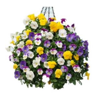 Macetas Colgantes Económicas, Macetas de Plástico, Bola de Flores - Product Image 3