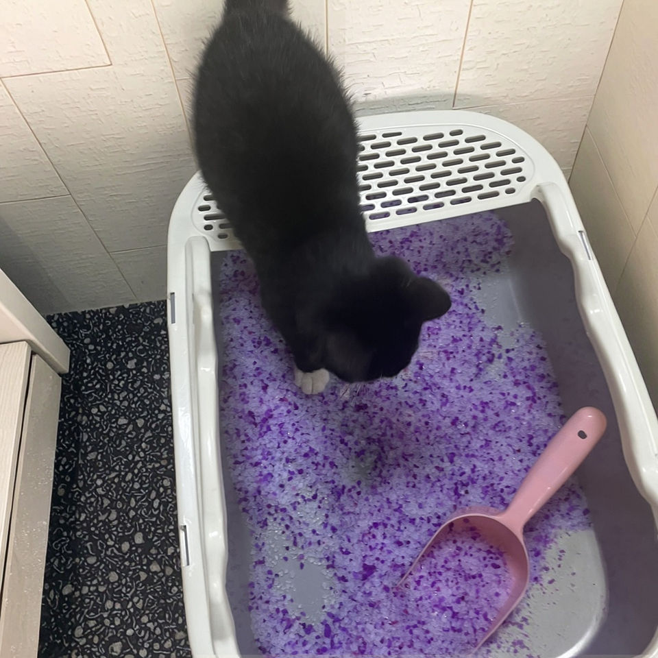 High Absorption Odor Control Natural Crystal Silica Gel Cat Litter by Shandong Chongruiyuan Pet Prod