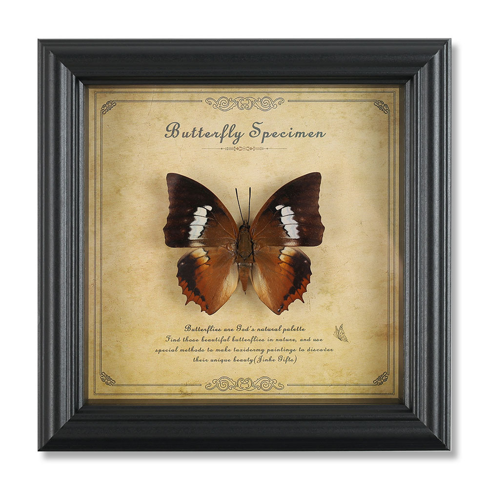 ninfalide cheloni con bande bianche