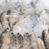 Machine à glace en paillettes industrielle de 12 tonnes, 500 kg, automatique, commerciale, pour bateaux de pêche, transformation du poisson, eau de mer, acier inoxydable