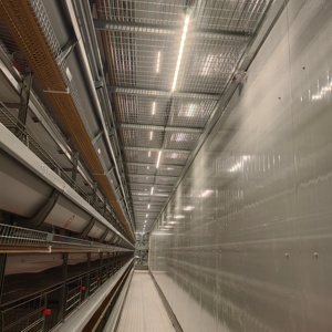 Jaula para Gallinas Ponedoras Tipo H de 4 Niveles Totalmente Automática - Product Image 4