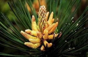 Usine en gros de haute qualité supplément nutritionnel en vrac cru 99% poudre de <span class=keywords><strong>pollen</strong></span> de pin <span class=keywords><strong>pollen</strong></span> de pin - Product Image 5