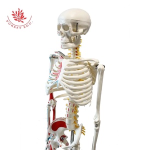 Modèle de squelette humain FRT009 Coloration demi-côté 85cm W/la marque des origines et des terminaisons des muscles pour la science médicale - Product Image 2