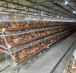 Chất Lượng Cao Động Vật Lồng Gia Cầm Trang Trại Trứng Lớp Gà Lồng Cho Gà Với Hệ Thống Nước - Product Image 1