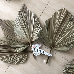 Grosir K-0123 daun palem kering alami massal untuk dekorasi rumah pesta pernikahan
